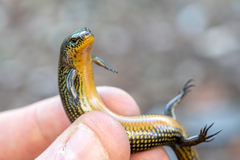 Arnold's Montane Skink photo 2