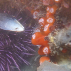 Corynactis californica