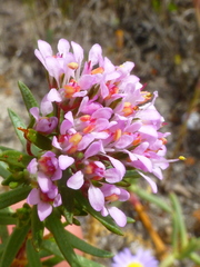 Agathosma serpyllacea