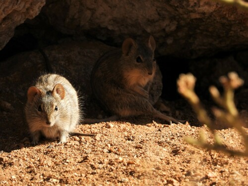 West-central Four-striped Grass Rat (Rhabdomys bechuanae)