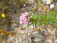 Agathosma serpyllacea