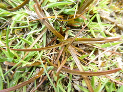 Carex talbotii