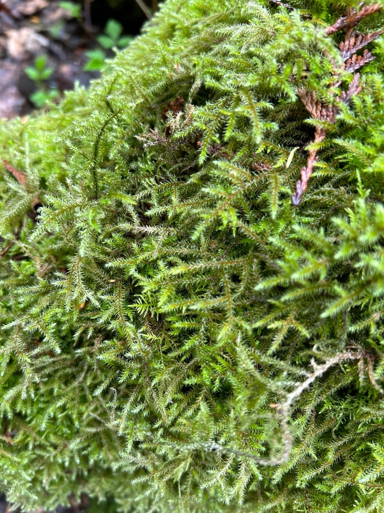 Lanky Moss from UBC, University Endowment Lands, BC, Canada on April 20 ...