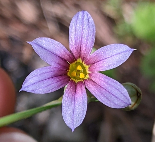 Sisyrinchium micranthum