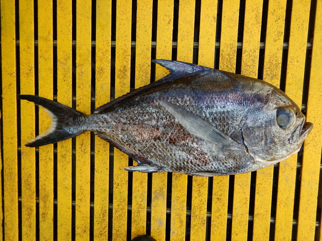 sickle pomfret