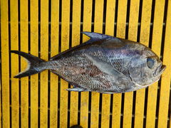 Sickle Pomfret photo 4