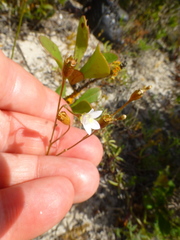 Wahlenbergia androsacea