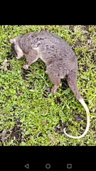 Pseudocheirus occidentalis