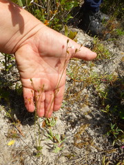 Wahlenbergia androsacea