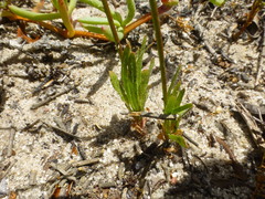 Wahlenbergia androsacea