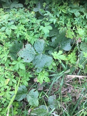 Pueraria montana lobata
