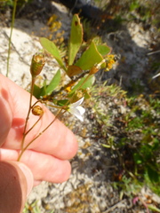Wahlenbergia androsacea