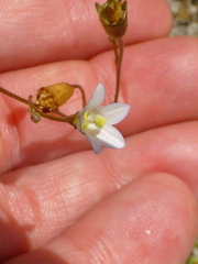 Wahlenbergia androsacea