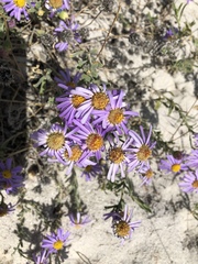 Amellus asteroides asteroides