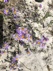 Amellus asteroides asteroides