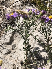 Amellus asteroides asteroides