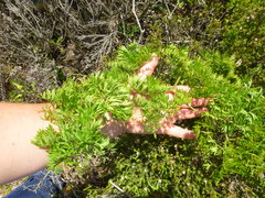 Cynorhiza typica