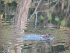 Tachybaptus ruficollis