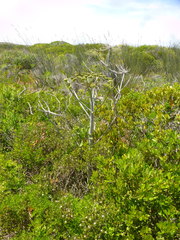 Cynorhiza typica