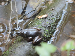 Lithobates catesbeianus