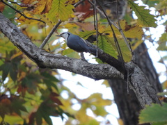 Sitta europaea clara