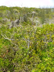 Cynorhiza typica