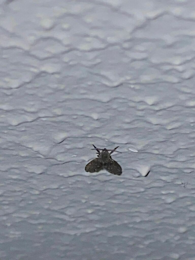 Bathroom Moth Fly from 20 kingsford smith street, modbury heights on