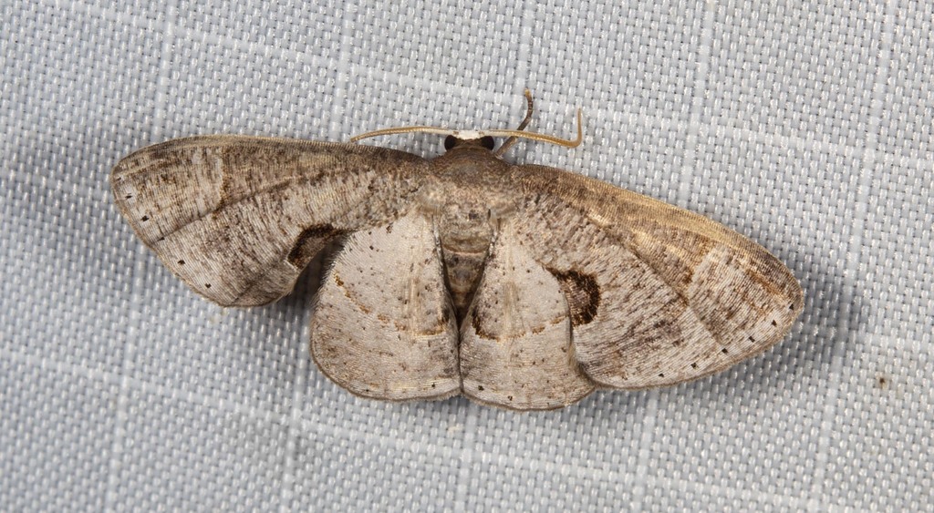 Phazaca cyclocrossa