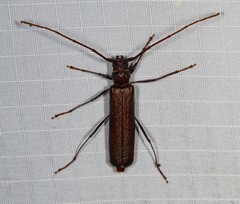 Xystrocera virescens