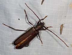 Xystrocera virescens