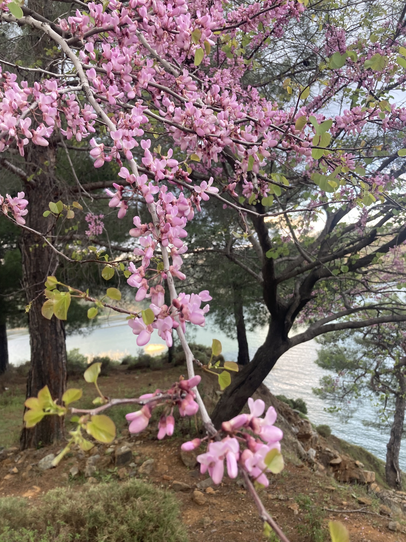 Cercis siliquastrum — photo 2