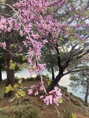 Cercis siliquastrum — photo 2