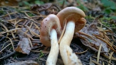 Pyrrhulomyces astragalinus