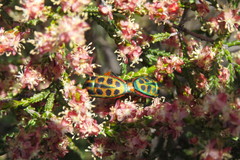 Calidea dregii