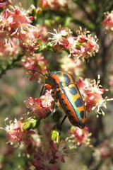 Calidea dregii