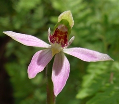 Caladenia variegata