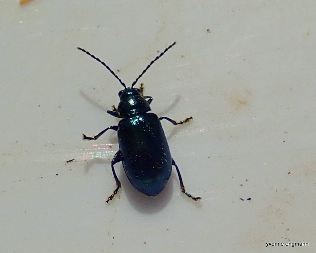 Altica oleracea