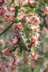 Calidea dregii