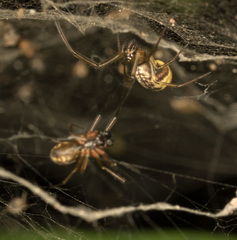 Prosoponoides sinense