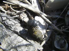 Scarabaeus intricatus