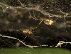 Prosoponoides sinense