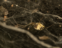 Prosoponoides sinense