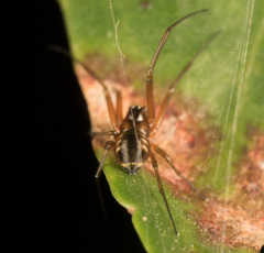 Prosoponoides sinense