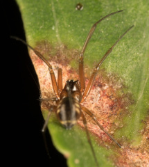 Prosoponoides sinense