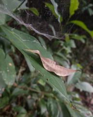 Prosoponoides sinense