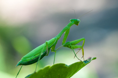 Miomantis