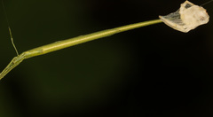 Ariamnes cylindrogaster