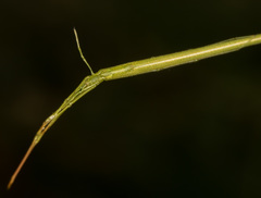 Ariamnes cylindrogaster