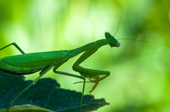 Miomantis