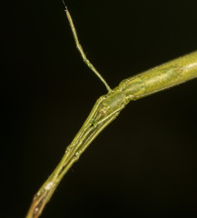Ariamnes cylindrogaster